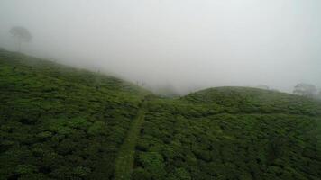 A view of a tea plantation in the fog video