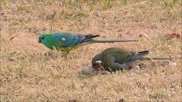 A couple Red rumped Parrot bird ,Psephotus haematonotus also known as the red-backed parrot or grass parrot found in open, grassy habitats, both in natural open woodland video