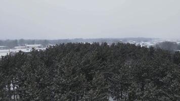 A view of a snowy forest with trees and houses video