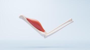 Muscle structure, medical concept visualization, 3d rendering. video