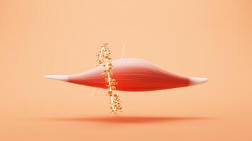 Muscle structure, medical concept visualization, 3d rendering. video