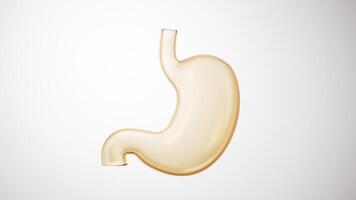 Loop animation of transparent golden stomach organ, 3d rendering. video
