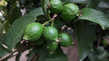 Guava fruits growing on trees in a lush garden setting video