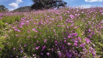 Vibrant wildflower bloom in a sunlit meadow during springtime video