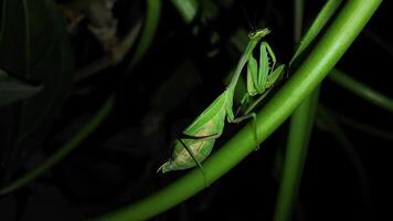 Mantis camouflaged in lush green vegetation during nighttime exploration video