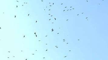 Large flock of birds soaring across a clear blue sky at sunset creating a mesmerizing display of movement and unity, A multitude of birds is seen flying gracefully in the sky video