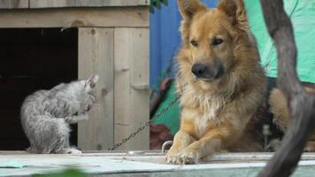 chien chat écureuil Cour amical interaction - une allemand berger chien et une chat rencontrer dans une cour, avec le chat à la recherche à le chien. video