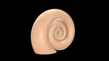 Ocean Snail Shell Rotating on a Transparent Background. Seamless Loop. 4K video