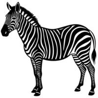 a zebra is standing in front of a white background vector