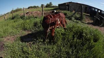 Calf repel insect parasites with its tail, intentional distortion due to using fisheye lens. Graze animals in meadow in summer in countryside. Cattle, cattle breeding, animal husbandry. video