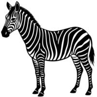 a black and white zebra standing in front of a white background vector