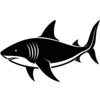 shark illustration on white background vector