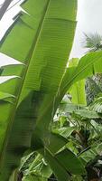 Rainstorms and strong winds blow down banana leaf in tropical forest video