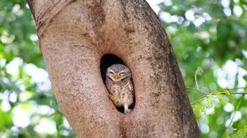 Owl wildlife of bird resting in a nest cut into a tree hole in natural sunlight of tropical garden video
