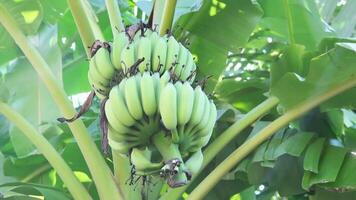 Fresh banana branch in plantation natural tropical garden with sunlight video