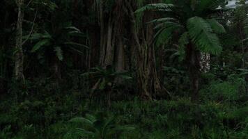lozano tropical bosque con denso vegetación y alto arboles en un tranquilo ajuste video