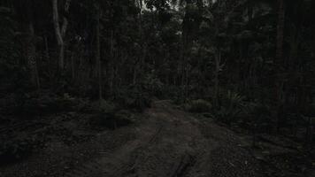 Dark forest pathway surrounded by dense vegetation in an isolated jungle video