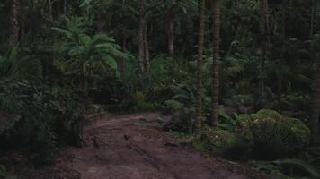 Mysterious forest path surrounded by lush greenery and shadows at dusk video