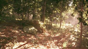Sunlight filters through trees in a peaceful forest during a summer afternoon video