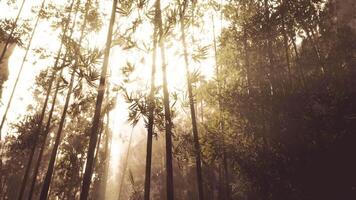 Sunlight filters through tall bamboo trees in a serene forest setting video
