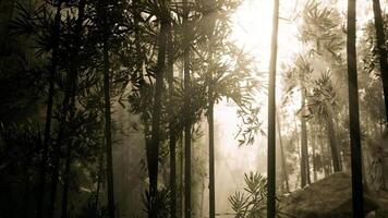 Sunlight filtering through dense bamboo forest creating a serene atmosphere video