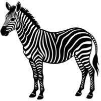 zebra standing in front of a white background vector