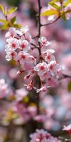 Blooming cherry blossom branches displayed against a soft pink background during springtime photo