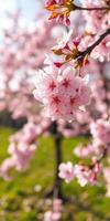 Cherry blossoms bloom in a vibrant park during springtime, creating a picturesque landscape filled with color and life photo
