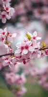 Cherry blossom branches adorned with delicate pink and white flowers in springtime photo