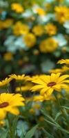 Bright yellow flowers blooming in a garden filled with colorful blossoms during late spring photo