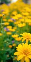 Colorful field of blooming yellow flowers during sunny spring day in a garden photo