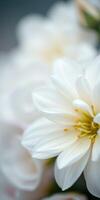 White flowers bloom softly, showcasing delicate petals and vibrant yellow centers in a tranquil setting photo