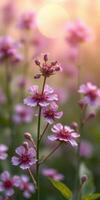 Bright pink flowers bloom in a serene garden setting during golden hour photo