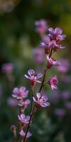 Delicate pink wildflowers bloom in a vibrant garden during the spring season photo