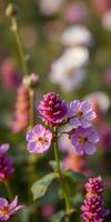 Colorful wildflowers blooming in a vibrant meadow during the golden hour of a sunny afternoon photo
