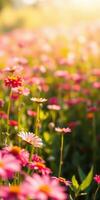 Colorful wildflowers bloom in a vibrant garden during the golden hour of the day photo