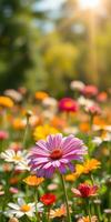 Vibrant mix of daisies and wildflowers blooming in a sunny garden during spring season photo