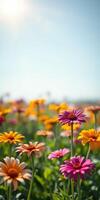 Colorful wildflowers bloom in a sunny field, creating a vibrant natural landscape photo