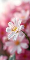 Delicate white flower with yellow center blooming against a soft pink background in a sunlit garden during spring photo