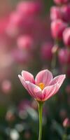 Beautiful pink tulip blooms amidst a soft green background on a sunny spring morning photo