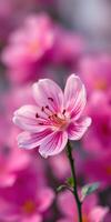 Delicate pink flower surrounded by vibrant blooms in a garden during springtime photo