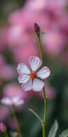 Close-up of a delicate pink flower surrounded by vibrant blooms during spring photo