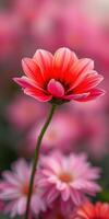 Vibrant pink flowers blooming in a lush garden during spring with blurred background photo