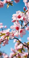Cherry blossom branches display delicate pink flowers against a clear blue sky on a sunny spring day photo