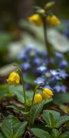 Beautiful yellow bell-shaped flowers bloom among blue violets in a lush garden during springtime in a serene woodland area photo