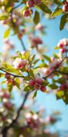 Cherry blossom branches with delicate pink flowers against a bright blue sky during springtime photo