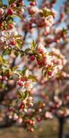 Beautiful cherry blossom branches with pink flowers and buds in spring sunlight photo