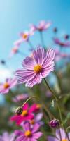 Vibrant pink flowers bloom against a clear blue sky in a sunny garden during springtime photo
