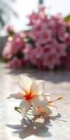 Beautiful white flower with orange center in focus against pink floral background during bright daylight photo