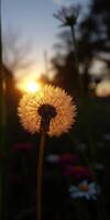 Dandelion silhouette against a vibrant sunset in a tranquil garden setting photo